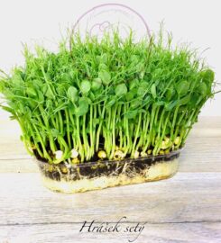 I Love Microgreens | Ing. Aleš Langer